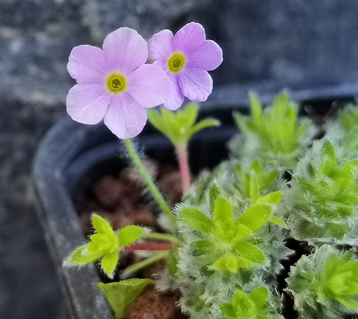 Androsace robusta (Groupe Jacquemontii)